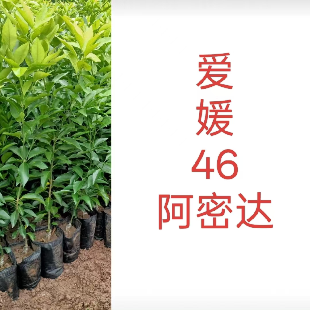 【爱媛46号阿密达】无纺布原杯原土盆栽地栽苗
