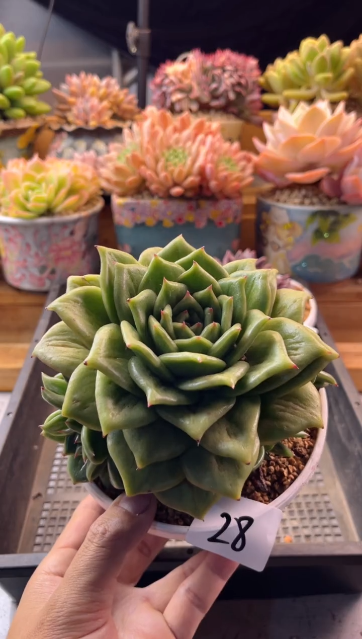 28蔷薇玛利亚1111111111111