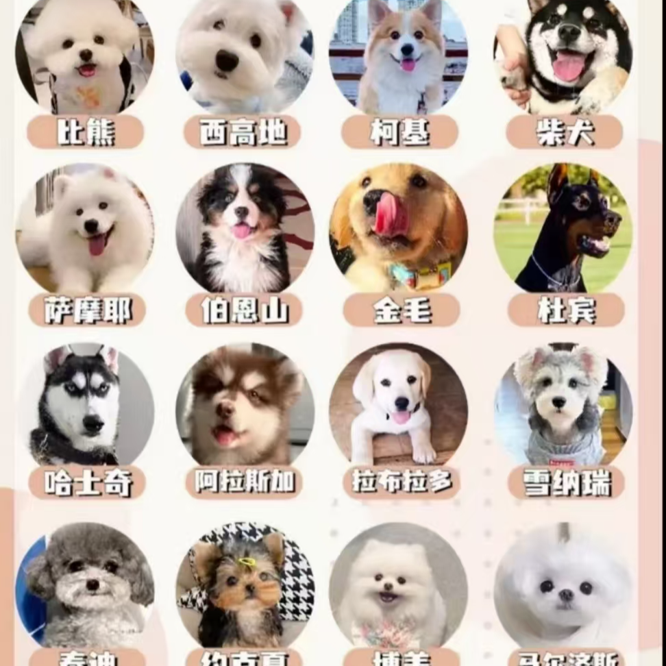 宠物标本相册精美四号链接