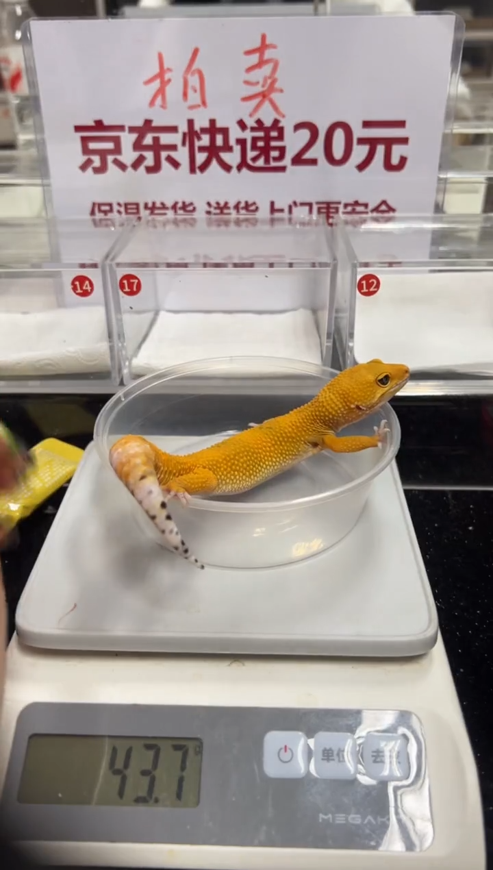 豹纹守宫00000000