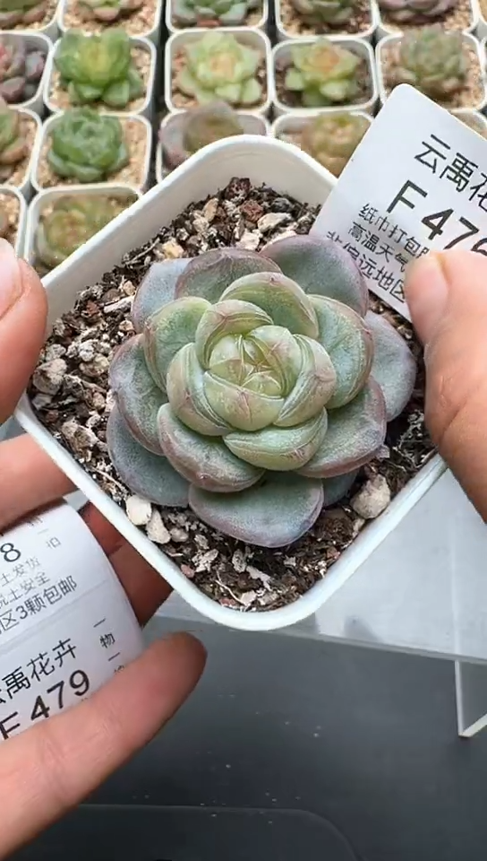476F云禹多肉植物 默认脱土纸巾打包 3颗包邮