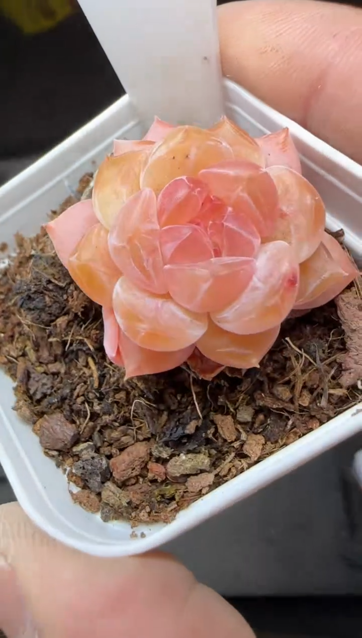 【闪购商品】一物一拍0223—22