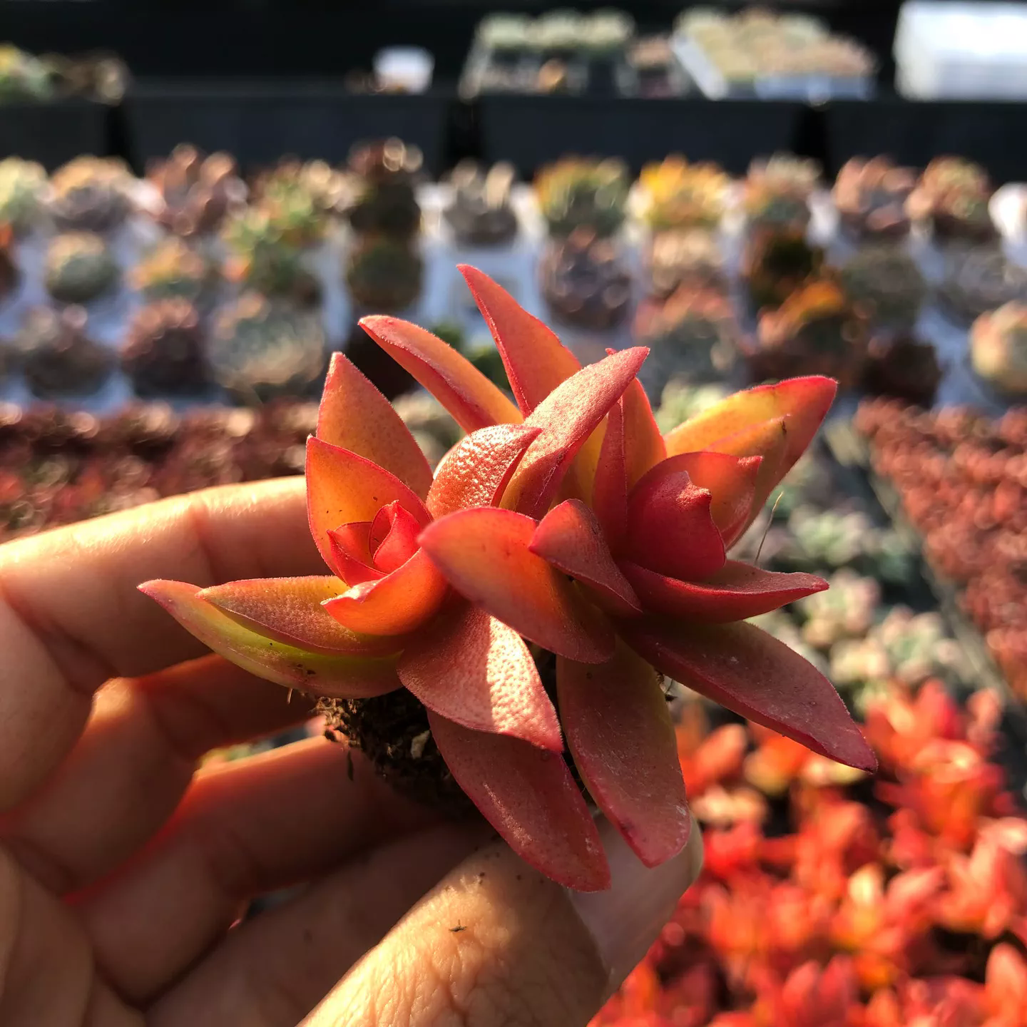 火季双头3-4厘米9颗多肉植物新手好养红色肉肉绿植盆栽火祭