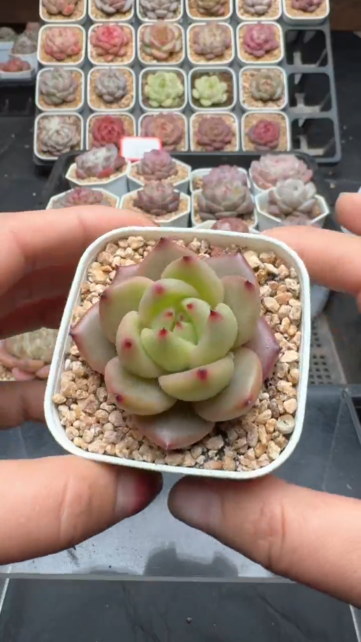 【闪购商品】793号珍妮多肉一物一拍3单包邮