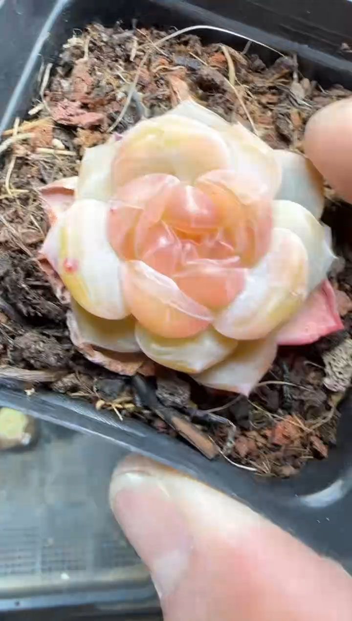 【闪购商品】一物一拍0217—69