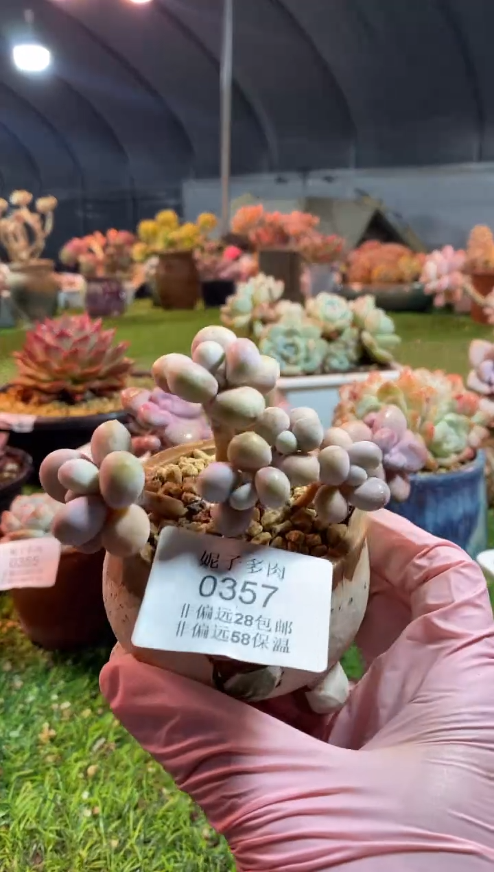 【闪购商品】0357a