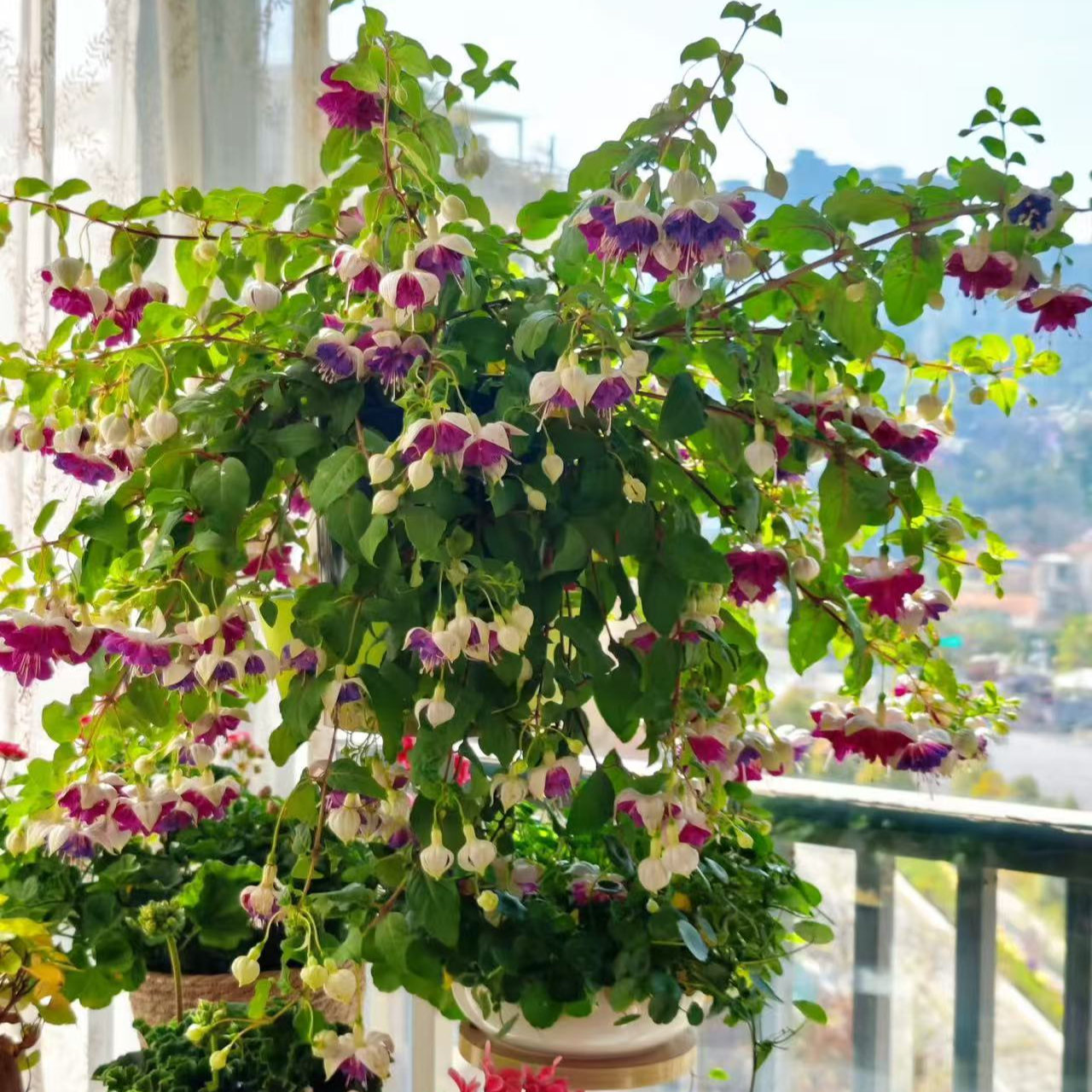 倒挂金钟【金婚】丛生爆花机器庭院阳台盆栽