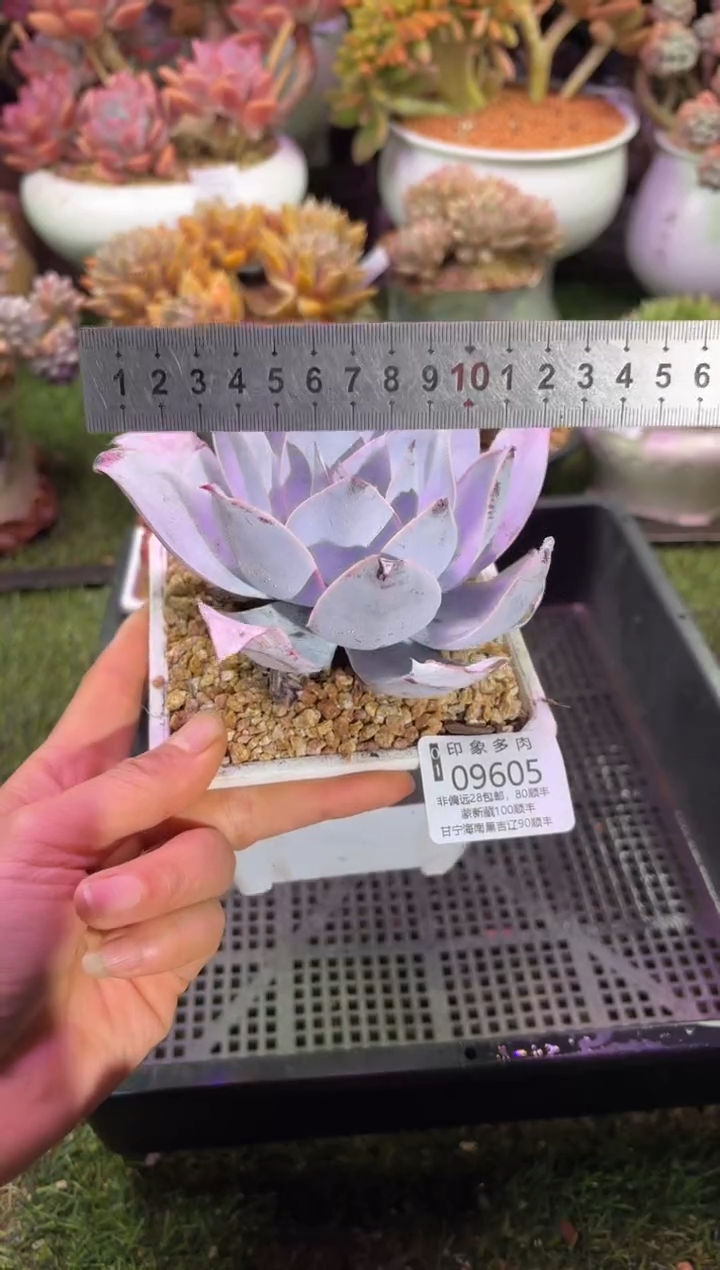 【闪购商品】09605