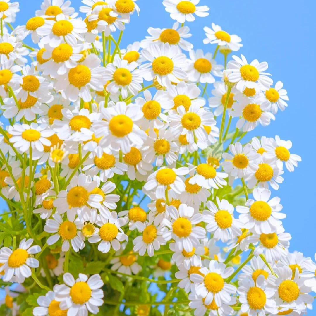 顺丰次日达【洋甘菊】鲜花任意两单顺丰送货上门