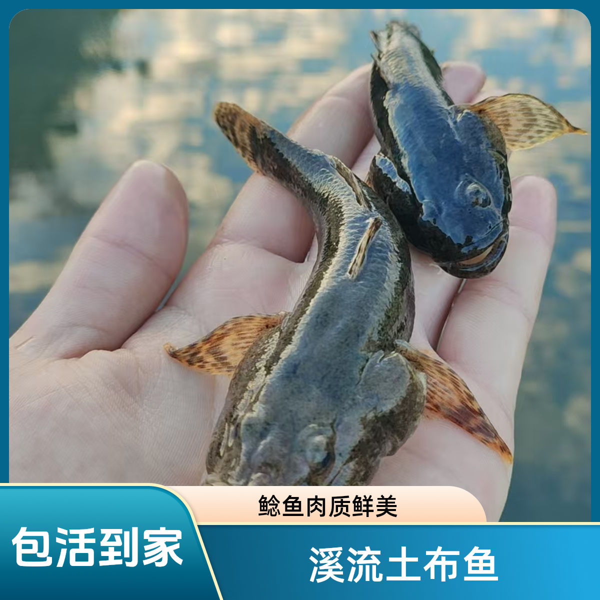 溪流图鲶鱼花鲶鱼 溪流鱼土鲶