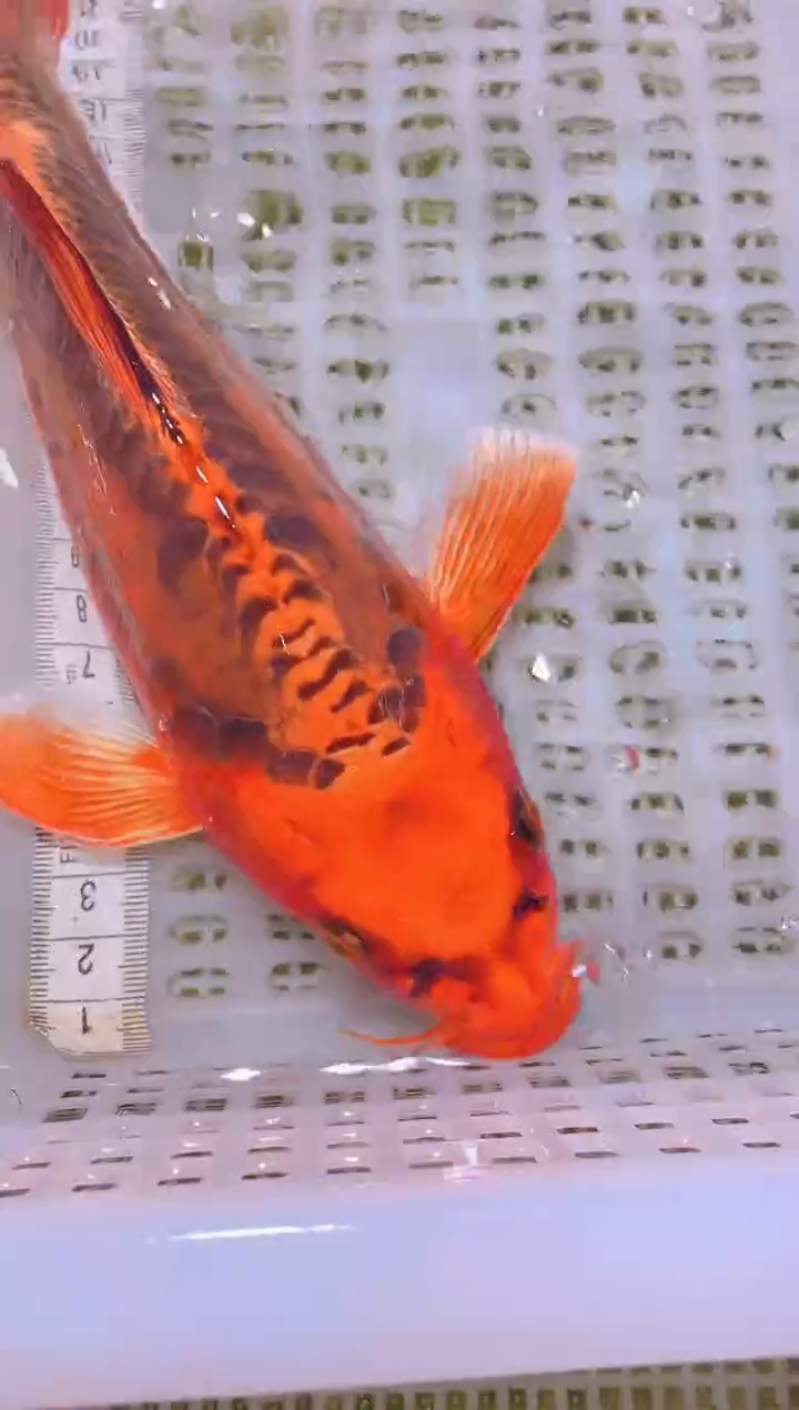 锦鲤冷水观赏鱼全场包邮136