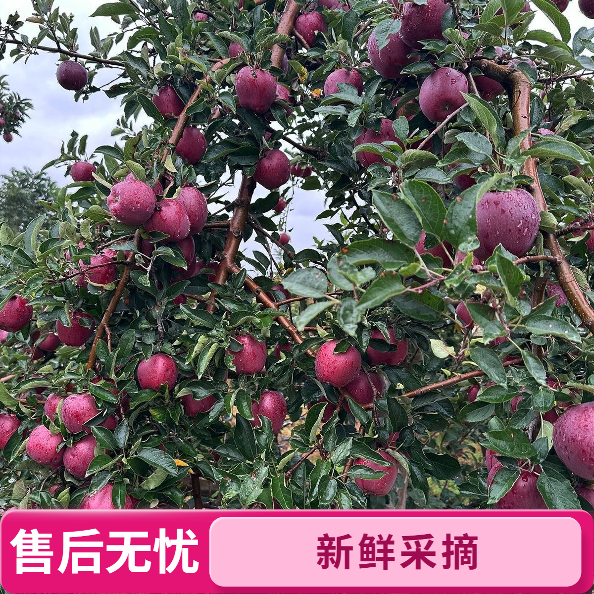 【山海寻鲜季】新鲜花牛圆苹果当季水果整箱老人宝宝孕妇粉面