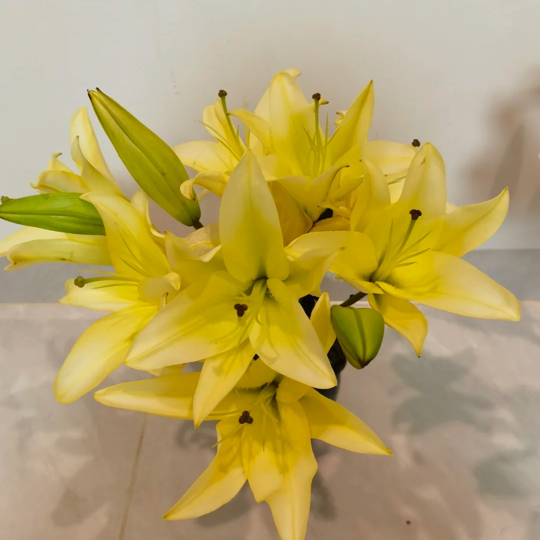 【源头优选】百合-小皇帝香水百合花水养插花用云南直发鲜花