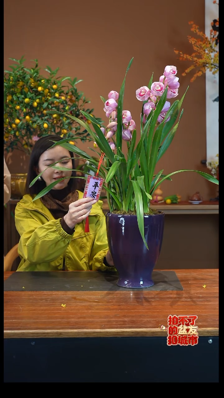 全部花朵烛光盆景盆景盆景