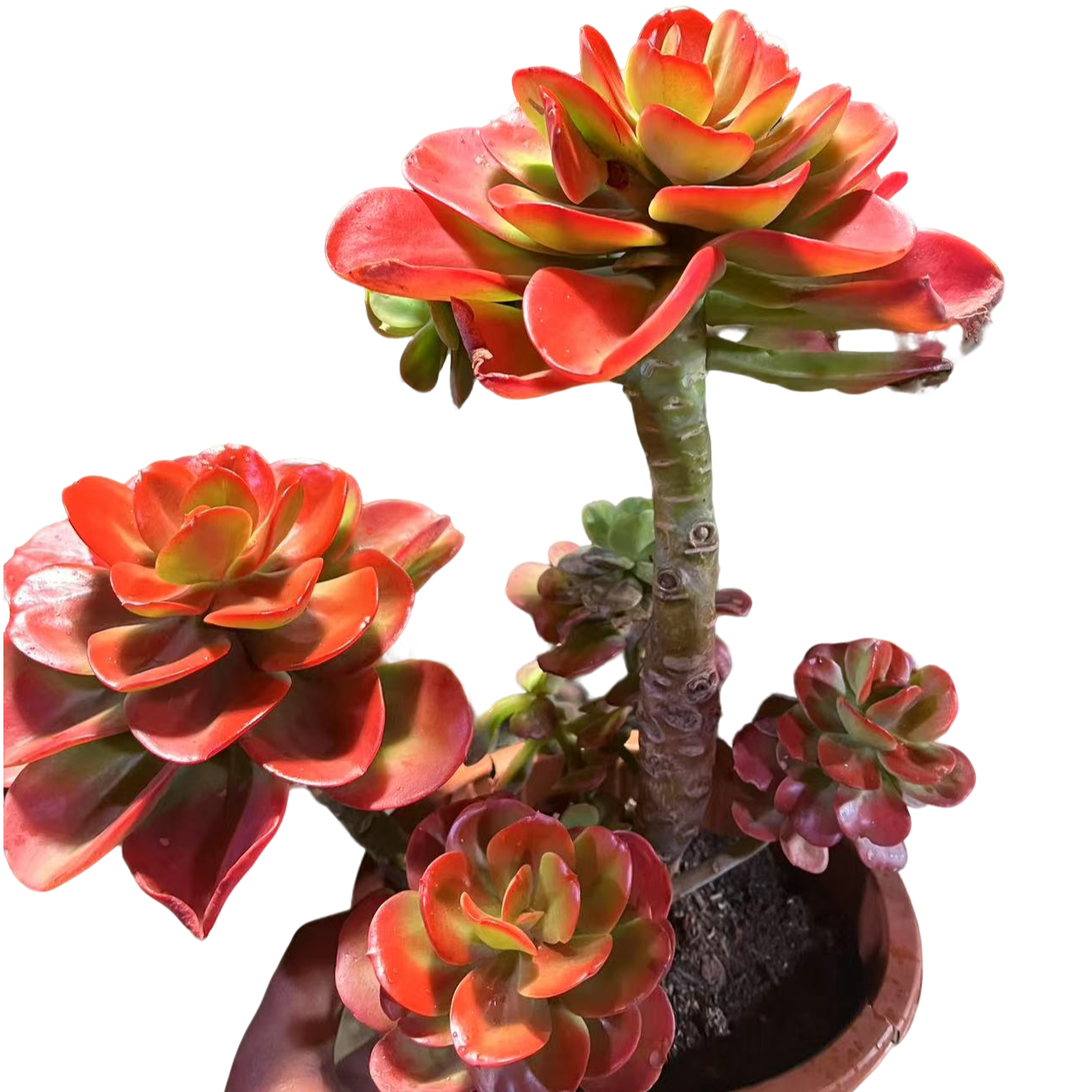 精品多肉植物 红梅