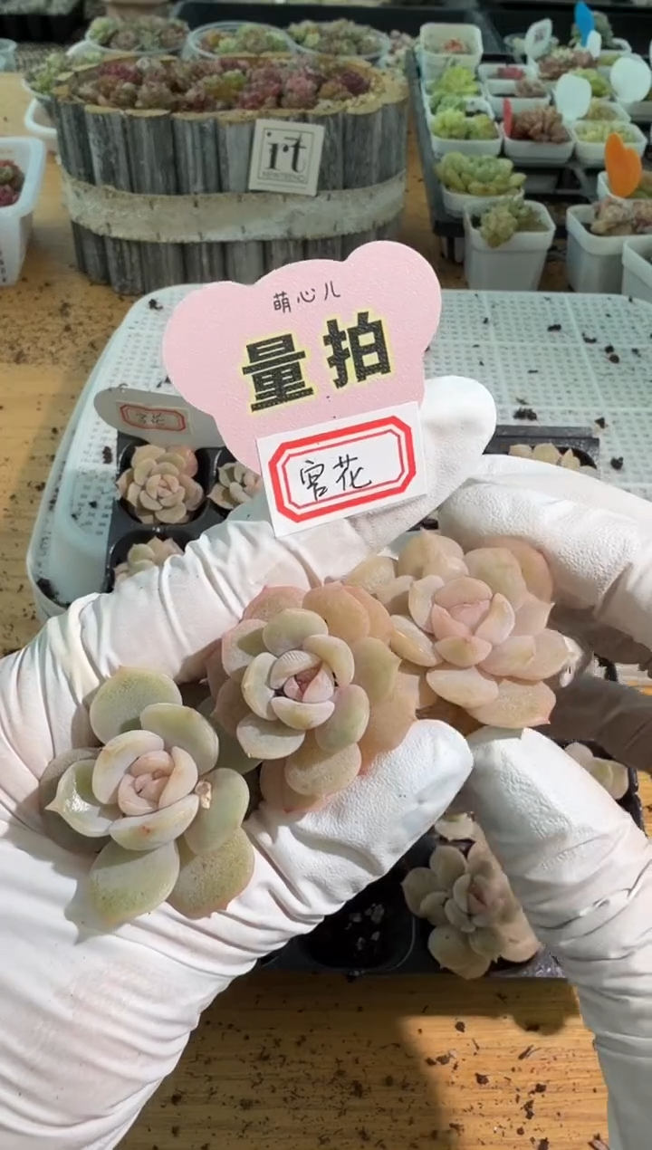 宫花 单双混 3颗量拍混发 满9.9包邮