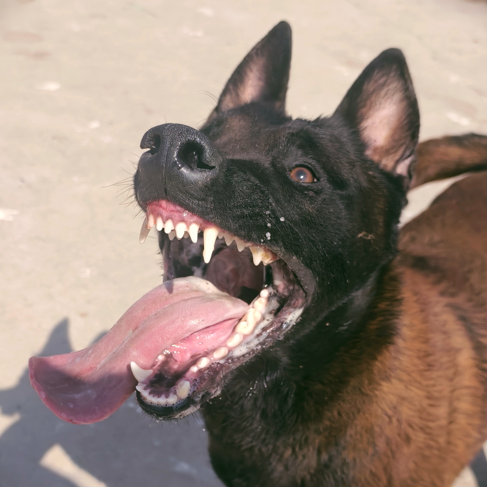 （子木家的马犬）T狗狗活体