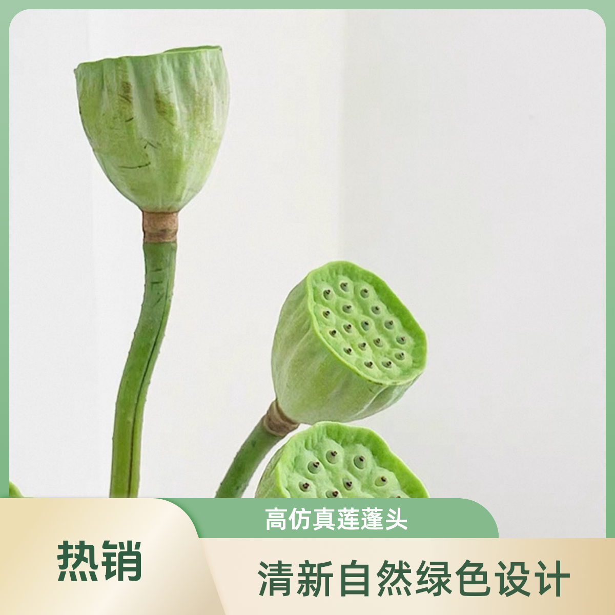 【顺丰空运次日达】三枝莲蓬 荷花伴侣莲蓬 新鲜采摘新鲜莲蓬鲜切观赏水养新鲜插画 今天拍明天到 全国包邮