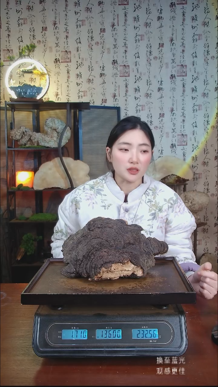 红缘拟层孔菌中国大陆【藏区野生】红缘树舌（3.42斤）30-40年份