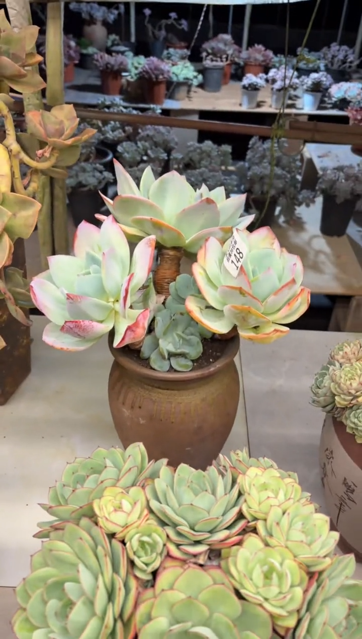 @?黑大帅多肉148白凤