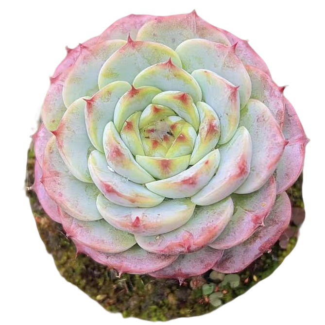 单头精品天鹅绒多肉【满19包邮】