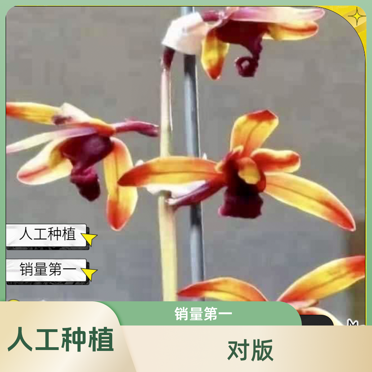 【传奇】2苗惠兰高端国兰 对版 好养易活 正品国兰 人工种植
