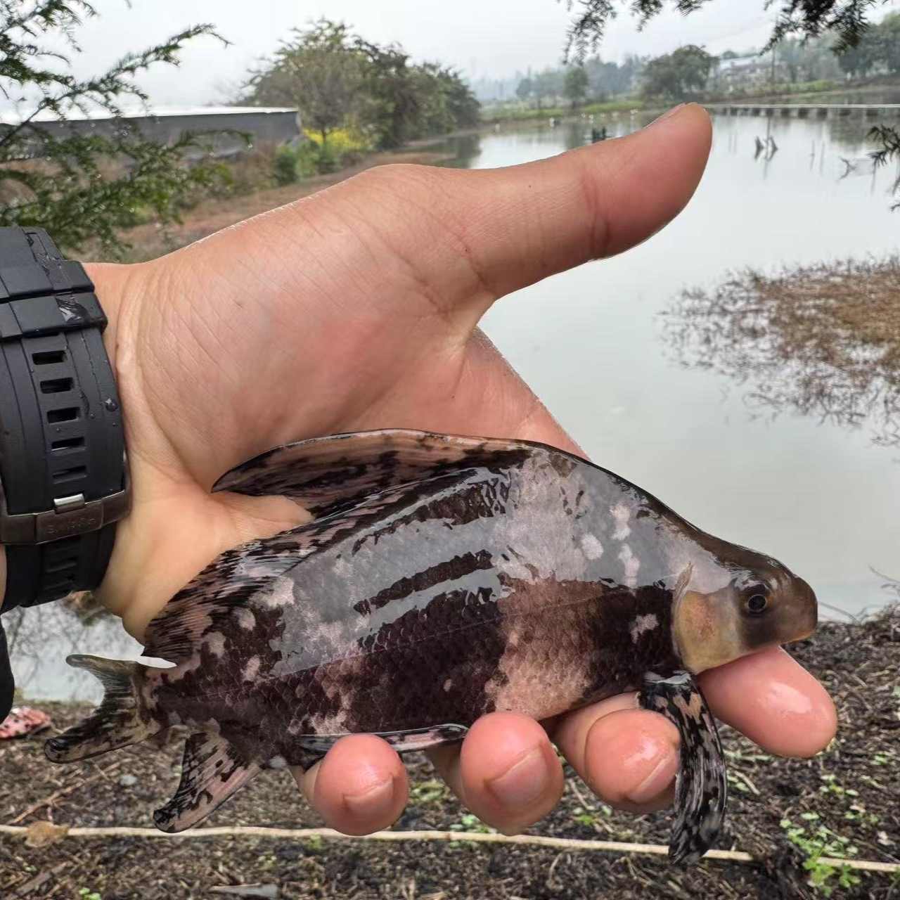 瑶瑶（一帆风顺）冷水鱼淡水鱼观赏鱼