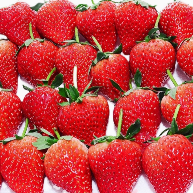 丹东99大板草莓 6排 一板4斤左右