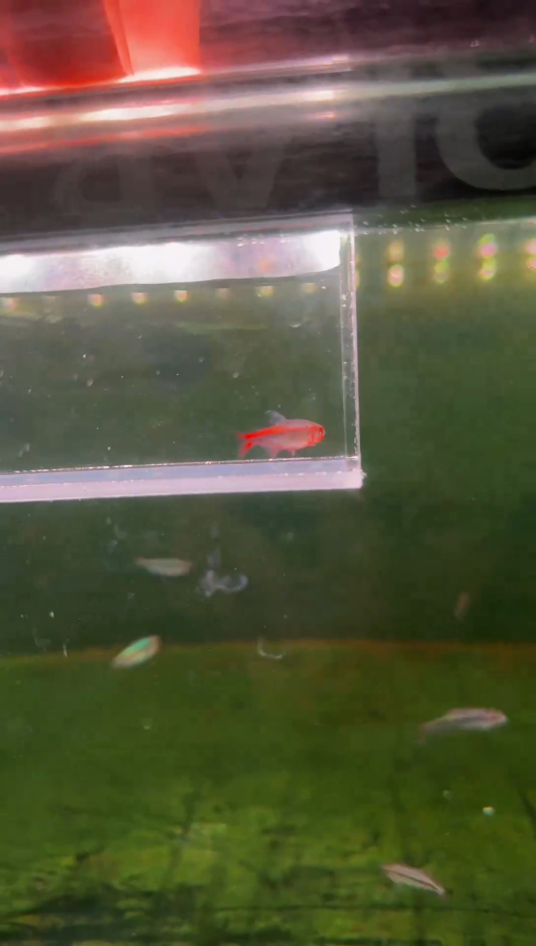 灯科鱼红HY魔鬼*1