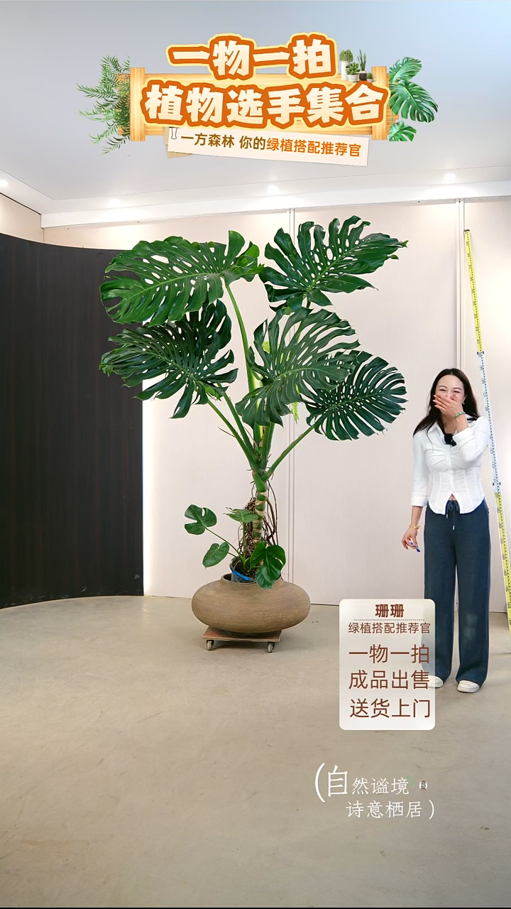 无花朵牛*龟背竹连盆种好栽好一整套送货上门