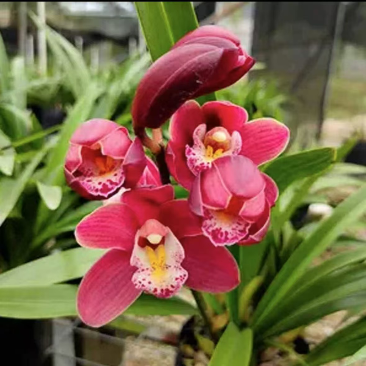 【2-3枝花剑】高端精品【红宝石】浓香型兰花室内好养花卉开花植物