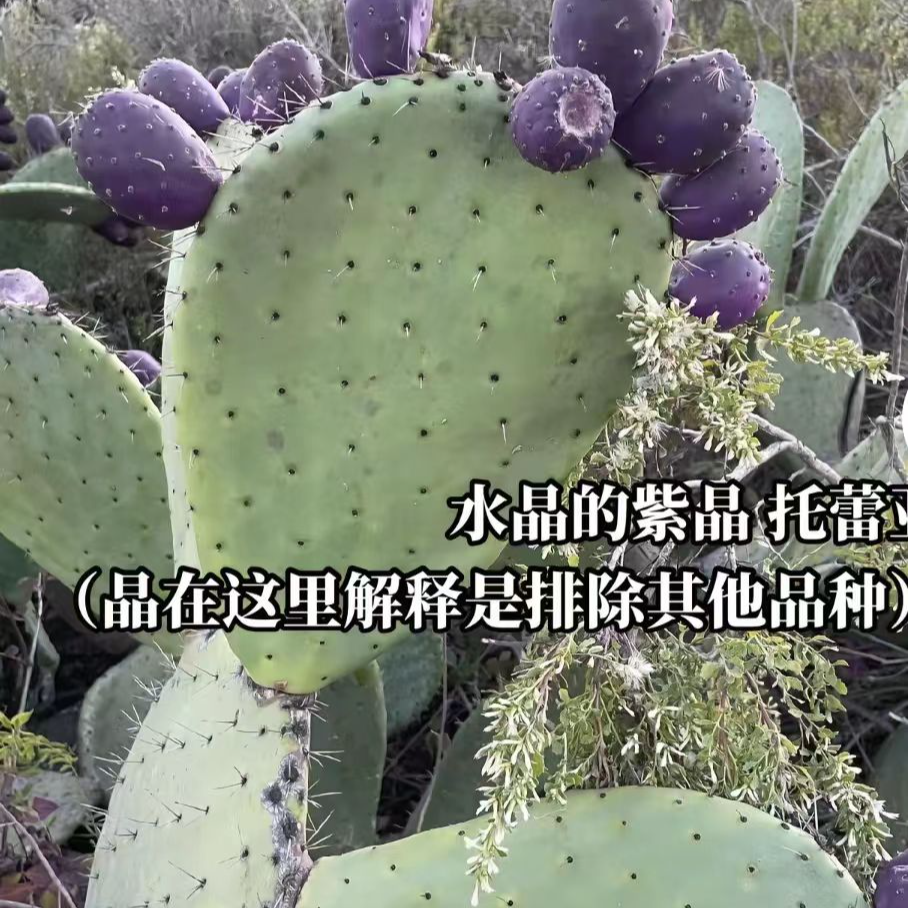 可开花结果的食用宝塔仙人掌多肉植物盆栽