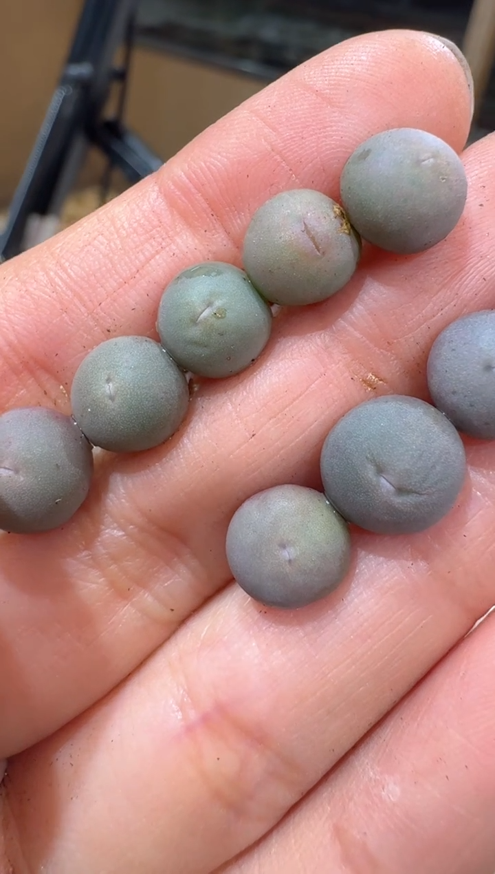 226多肉植物肉锥V嘴一颗