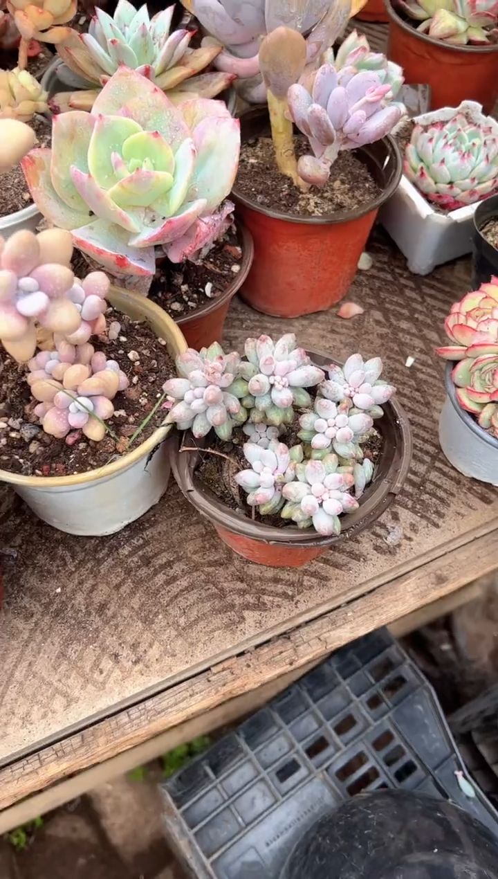 S***雪多肉植物一物一拍25303