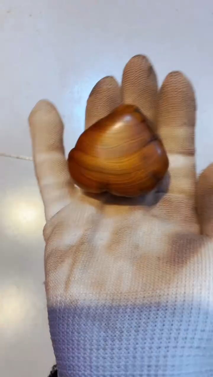 柏木（崖柏）30北太行崖柏陈化手把件手串