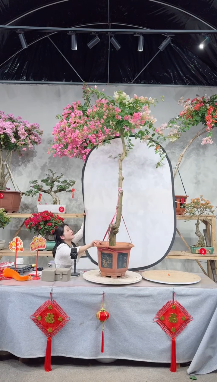 【闪购商品】盆景漳红樱