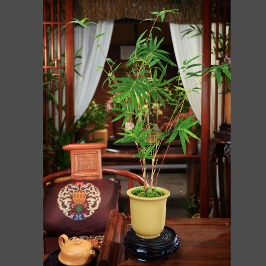 茶室文雅【红观音竹】盆景客厅室内桌面观赏竹子盆栽