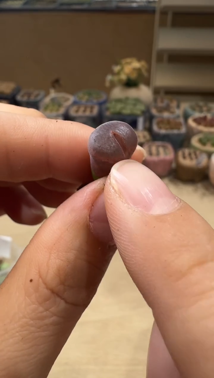 名****吗8-54多肉植物肉锥