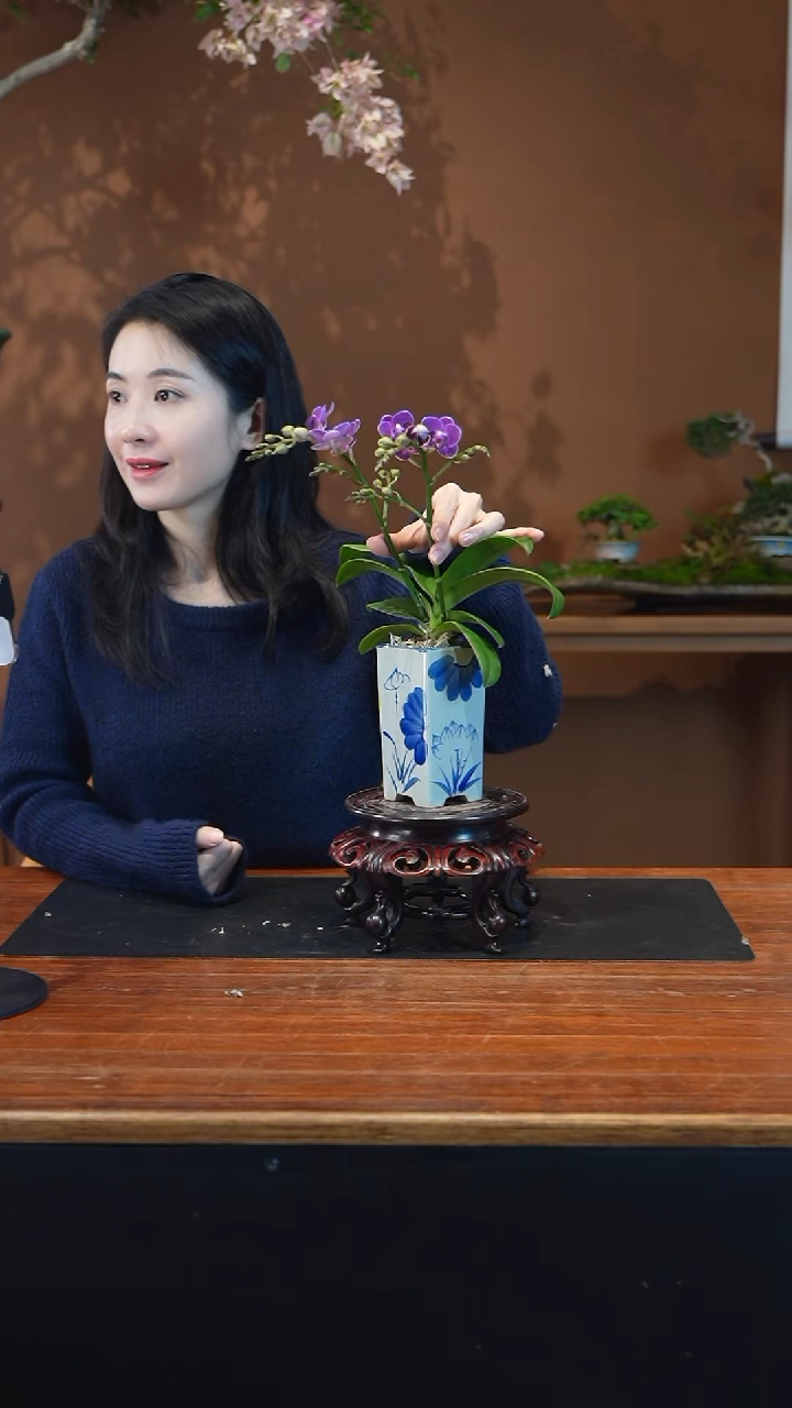 全部花朵蝴蝶兰盆景盆景盆景