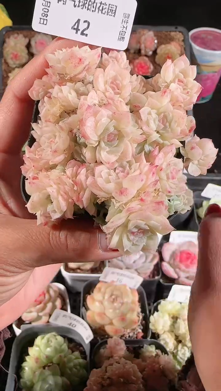 1208-42多肉群生不包整