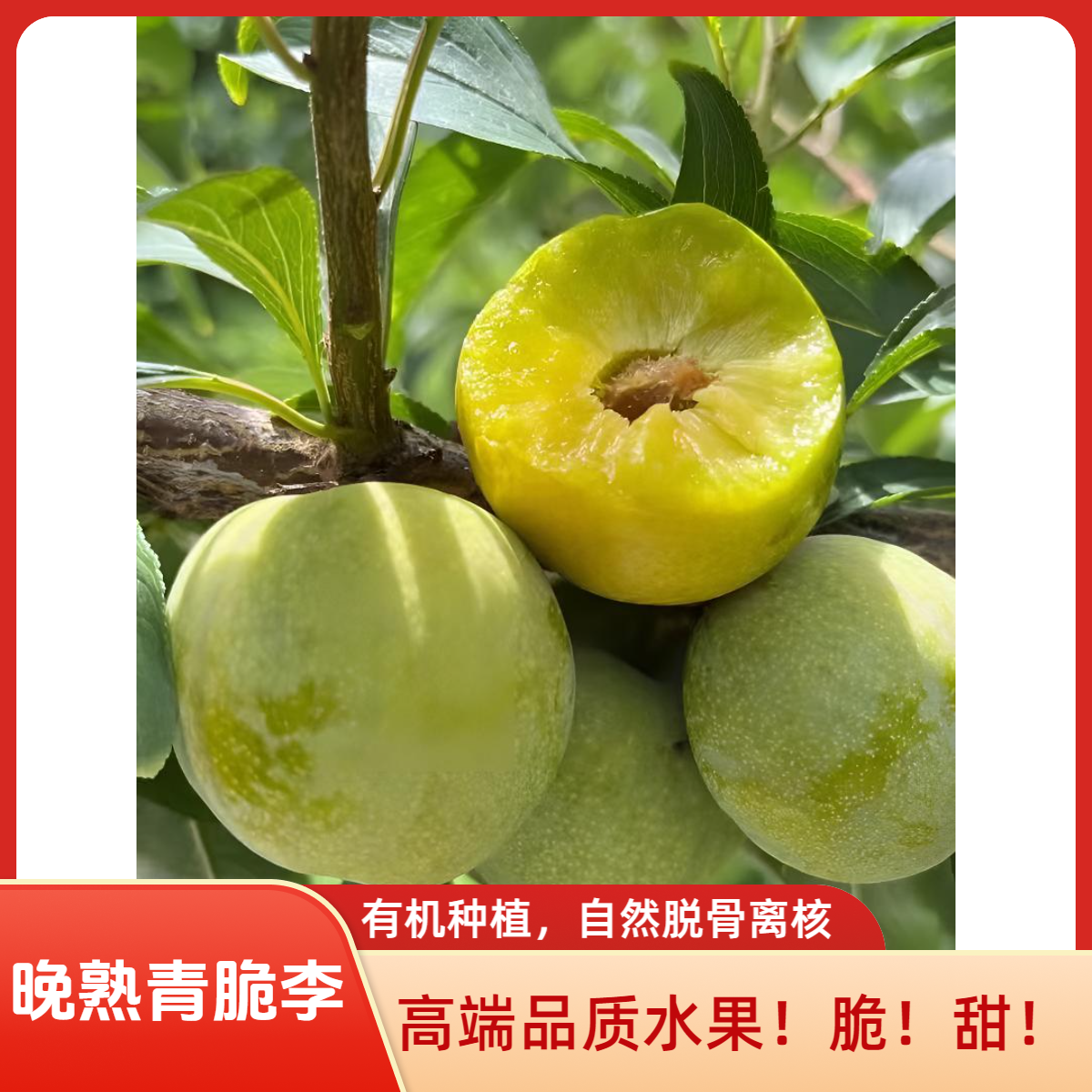 成都金堂【正宗晚熟青脆李】青皮黄肉、自然脱骨离核，高端李子水果