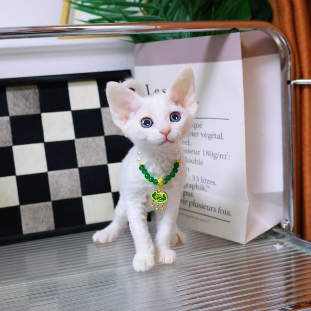 【蔚蓝家】德文卷毛猫纯白妹妹-米粒