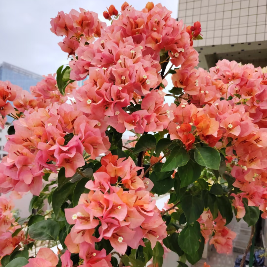 【原生日落】三角梅喜光易养护室内外庭院花卉观赏植物原盆土根