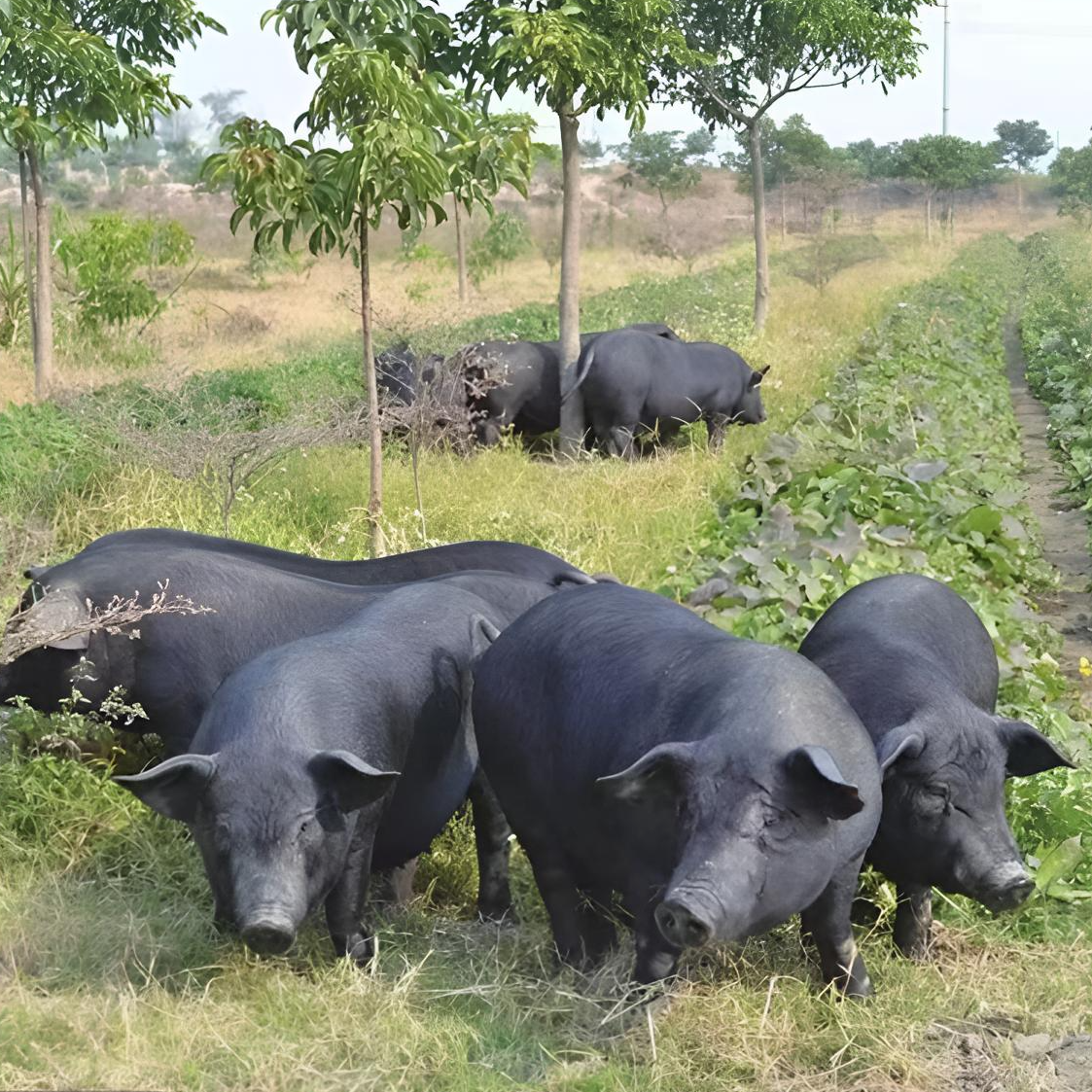 【现场称重】老彪农家乡村熟食喂养黑毛土猪