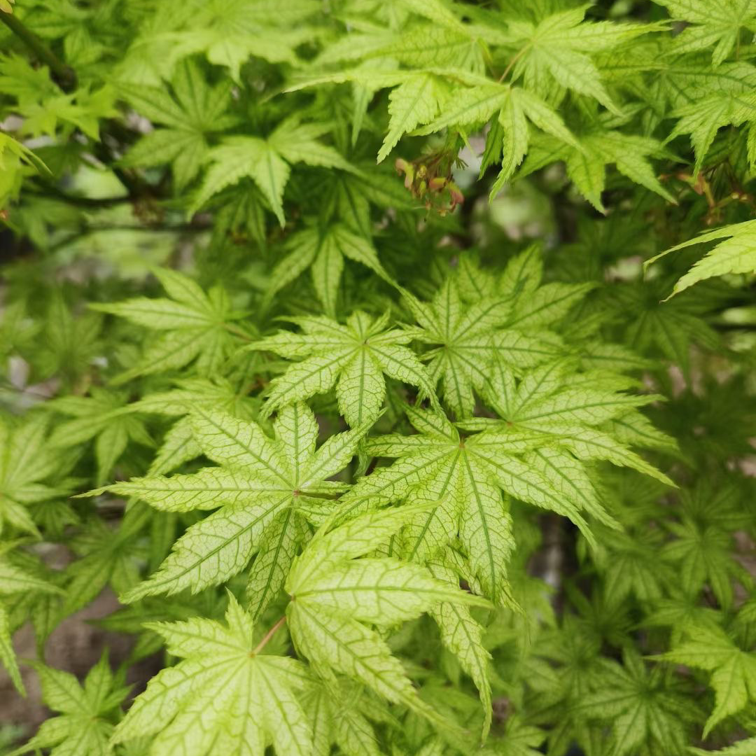 花园别墅造型树 耐晒红枫 绯红皇后羽毛 彩枫约旦金隐秋月