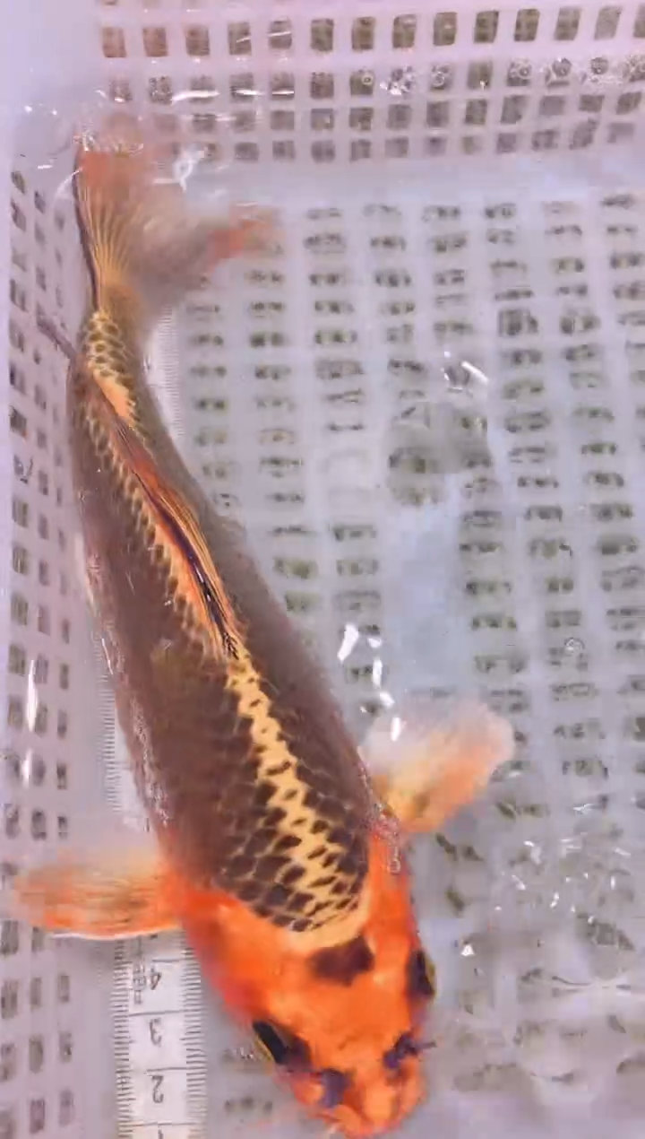 锦鲤冷水观赏鱼全场包邮151