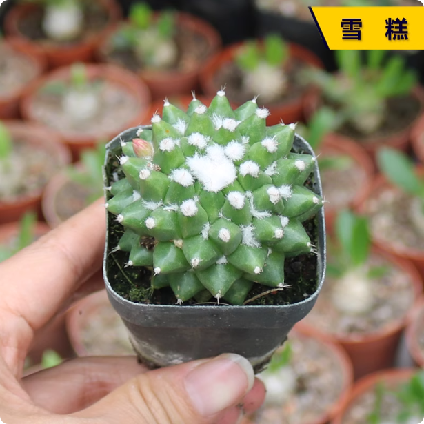 雪糕仙人球仙人掌开花实生盆栽美观好养桌面摆放盆栽可爱绿植室内