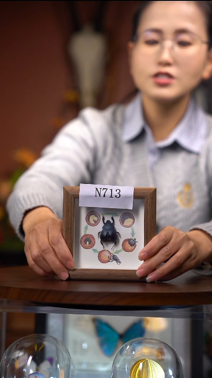 N713昆虫标本一物一拍