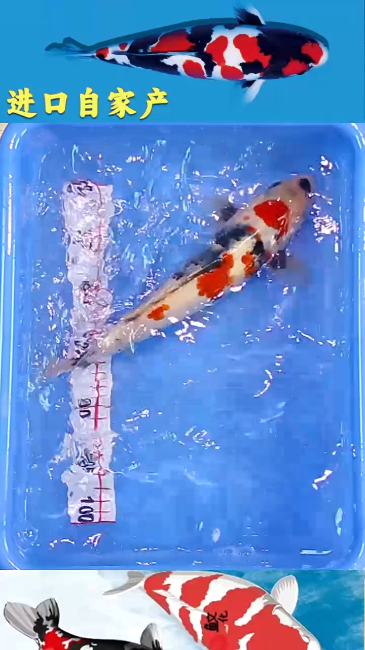 锦鲤2025/12/24悦鲤阁甄选锦鲤--22