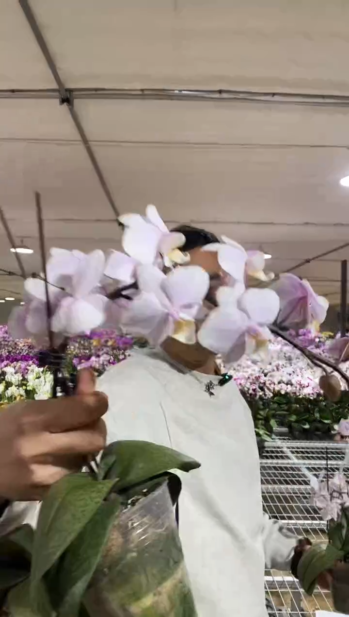 完全开放槟榔西施  苗子价